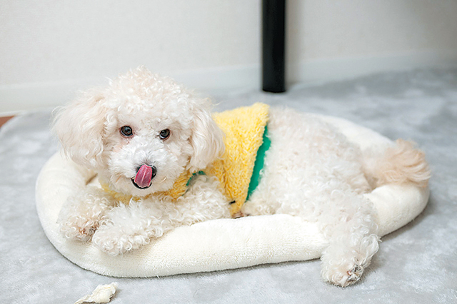 クッションでくつろぐ愛犬のピース