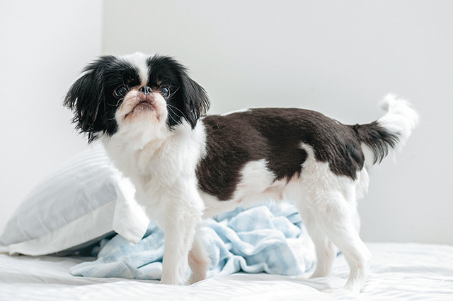 犬と猫 一緒に飼える 一人暮らしの男性にペット可物件探しから共生のコツを聞いた Chintai情報局