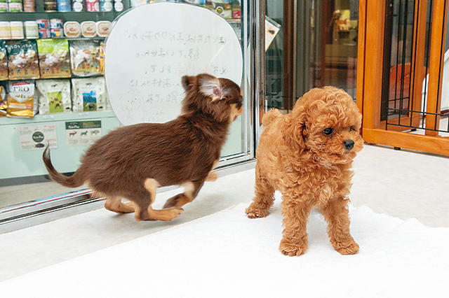 ペットショップ店員が伝授 賃貸マンションで飼いやすいオススメ室内犬6選 Chintai情報局