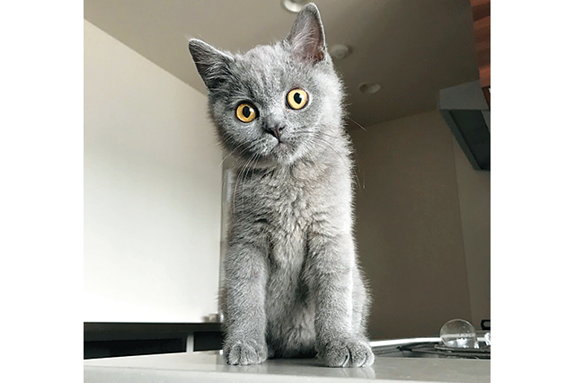もう一人の仲間である愛猫のピノくん（ブリティッシュショートヘア・オス・4ヵ月）。勝気な性格で、おっとりとしたポンちゃんとは意外と良いコンビ