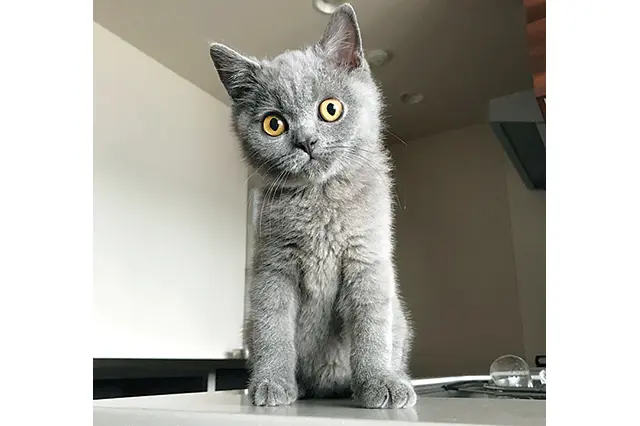もう一人の仲間である愛猫のピノくん(ブリティッシュショートヘア・オス・4ヵ月)。勝気な性格で、おっとりとしたポンちゃんとは意外と良いコンビ