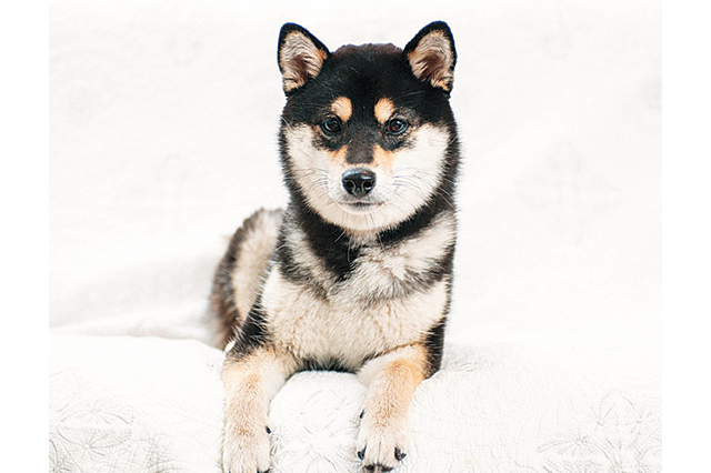 飼い主ビギナーは犬好きが多い地域に住むのがおすすめ