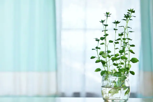 お部屋のテーブルに置いてある植物