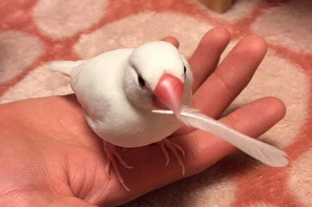 手のひらに乗る文鳥