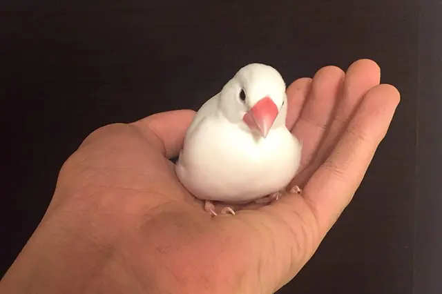 一人暮らしのペット事情】文鳥は飼いやすい？性格や価格・飼い方は 