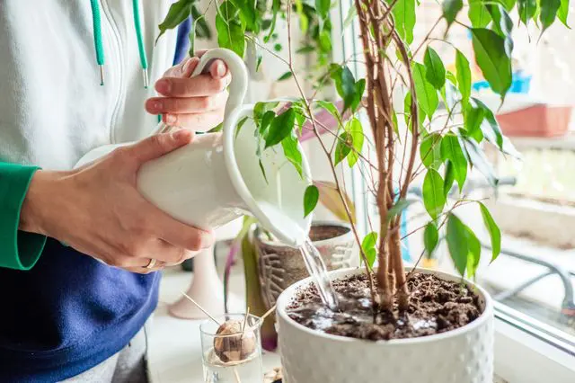 観葉植物にたっぷり水をあげる人
