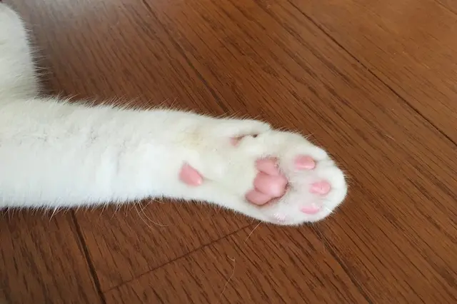 白猫の肉球