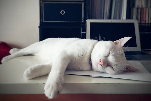 睡眠中の白猫