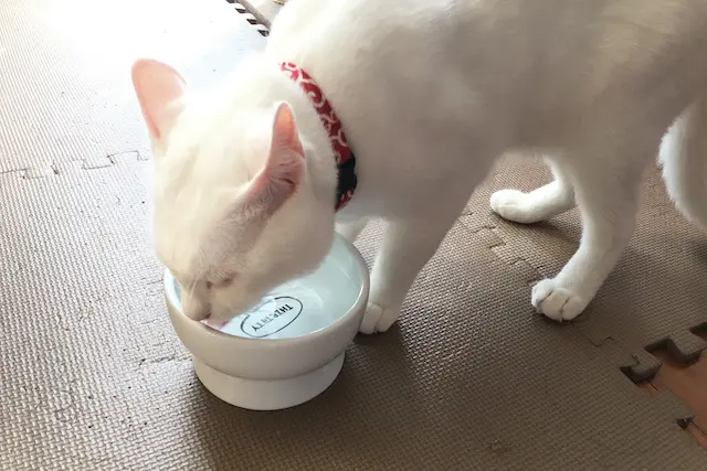 水を飲む白猫