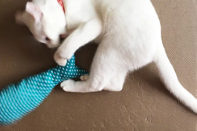 蹴りぐるみで遊ぶ白猫