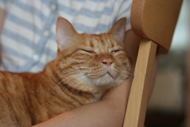 猫好きなら知っておきたい 猫に好かれる行動 嫌われる行動4選 Chintai情報局