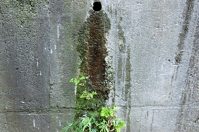水抜き穴と植生の観察
