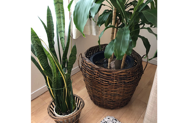 観葉植物2