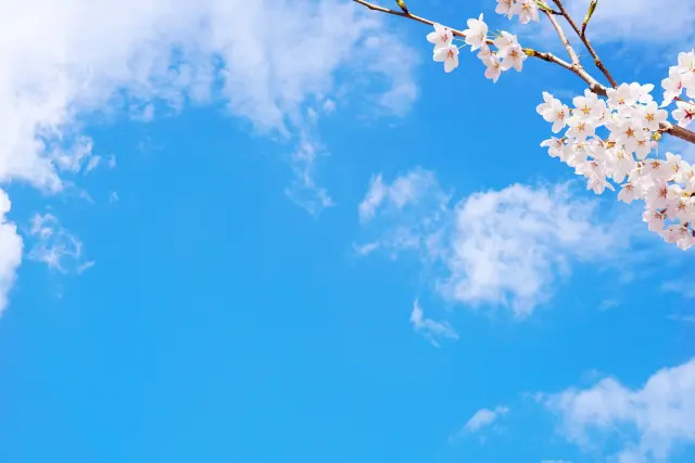 青空と桜