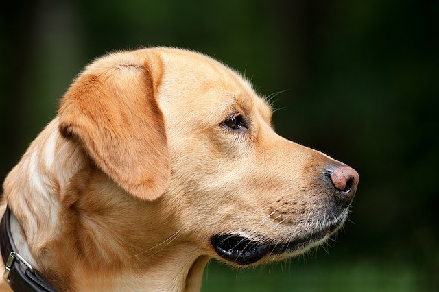 大型犬と住める賃貸物件の探し方 Chintai情報局