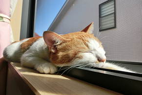 ペット可の物件の窓辺に寝そべるネコ