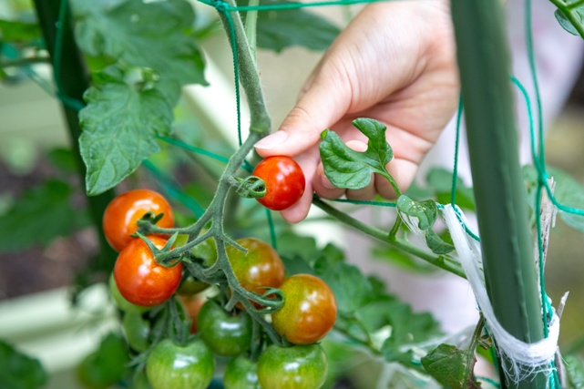 【ベランダのある部屋で一人暮らし】野菜を収穫し、料理を楽しむことができる家庭菜園