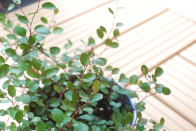育つとこんもりとしたボリュームに。寄せ植えも人気