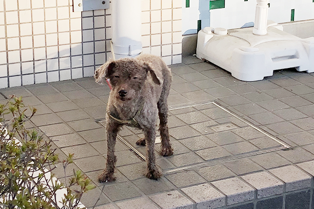 唐木田の犬