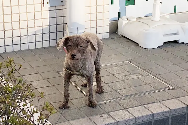 唐木田の犬