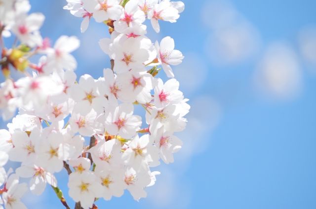 入学など一人暮らしをするタイミングによく咲く桜