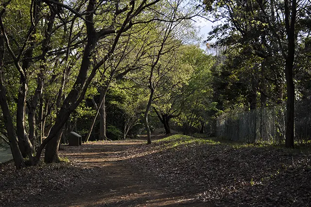 唐木田の雑木林