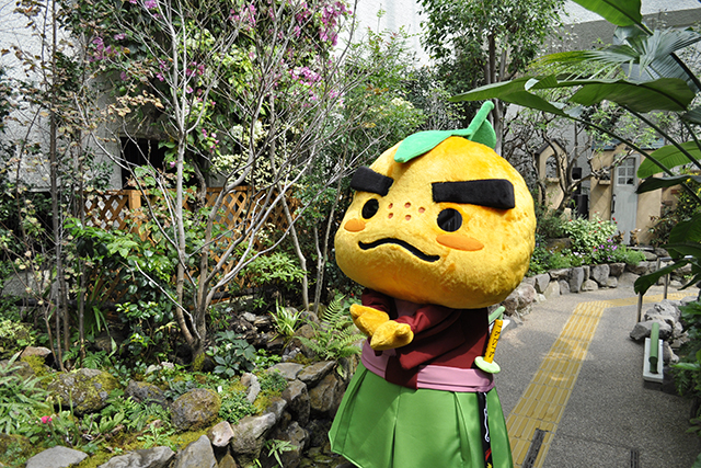 箕面公園昆虫館の蝶とゆずる