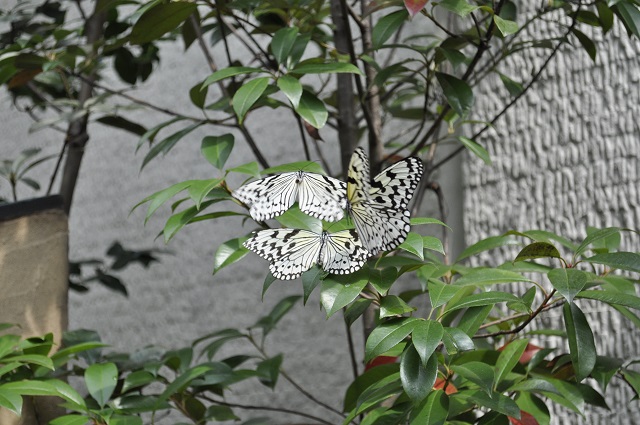 箕面公園昆虫館の蝶