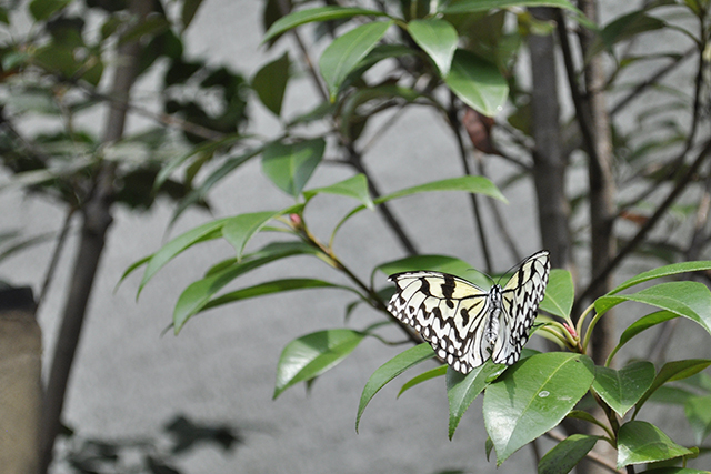 箕面公園昆虫館の蝶