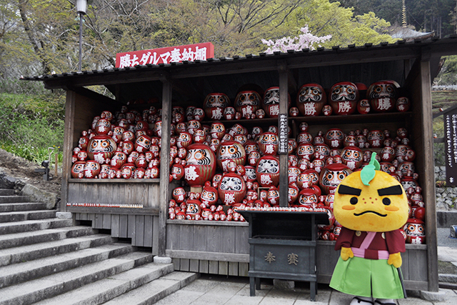 滝ノ道ゆずると沢山のダルマ