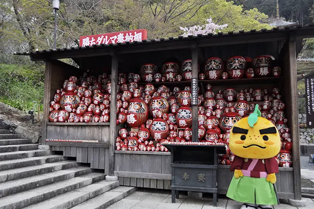 滝ノ道ゆずると沢山のダルマ