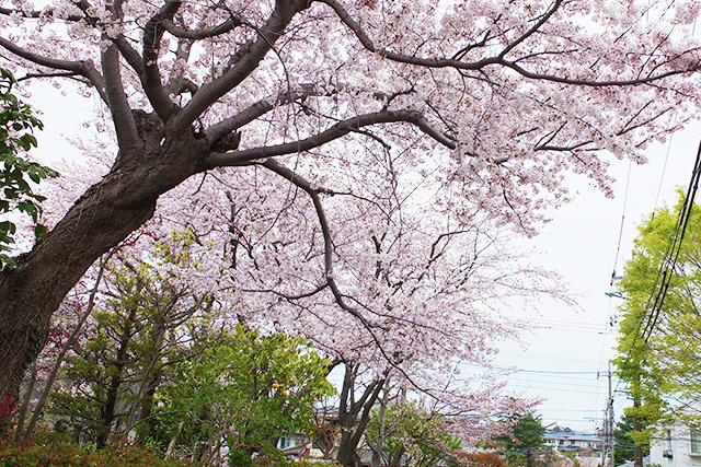 中央林間の桜