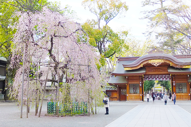 大黒魂神社の桜