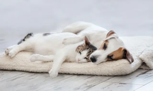 犬と猫がタオルの上に横たわっている