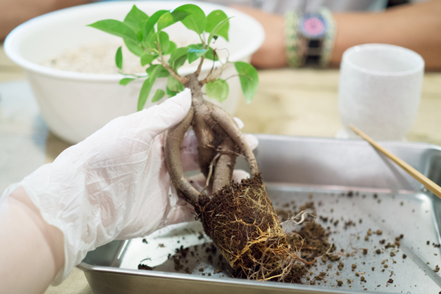 一人暮らしの部屋でも育てやすい観葉植物 ガジュマル のミニ鉢植えをdiy Chintai情報局 Part 2