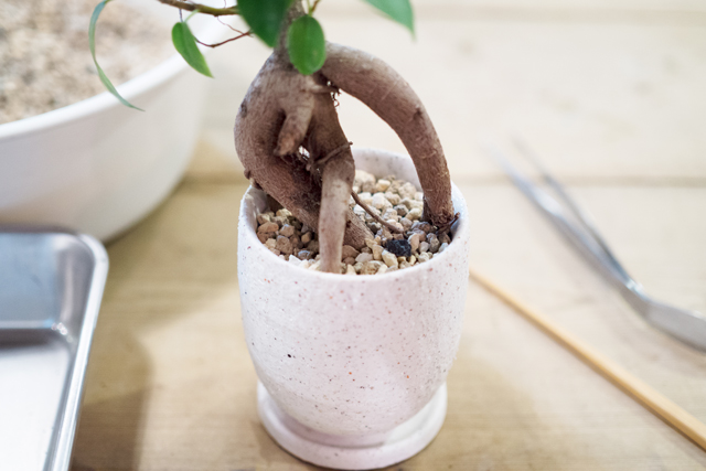 今回は器の縁から7mmほどの高さまで土を入れた