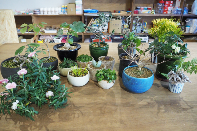 お気に入りの植物との暮らしを楽しもう