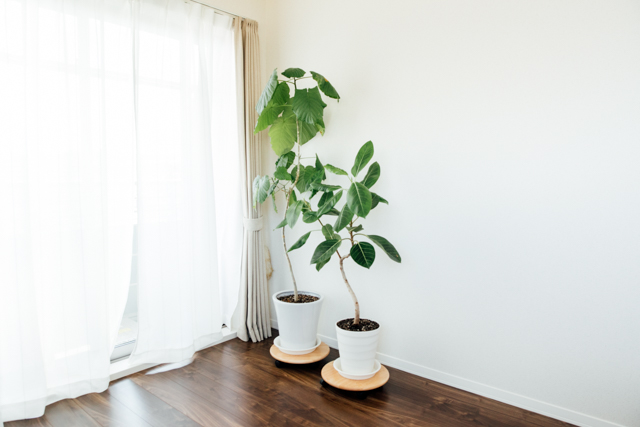 ミニマリスト・しおりさんの部屋の隅に置かれている観葉植物