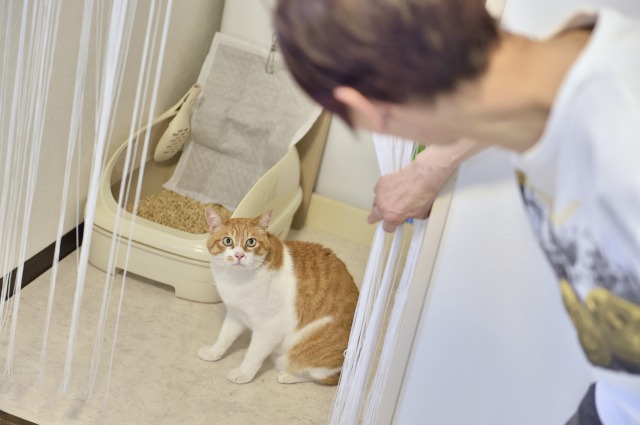 猫のトイレ置き場