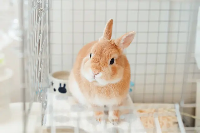 ウサギとの暮らし】カップルとウサギで1K暮らし！ウサギの匂いや