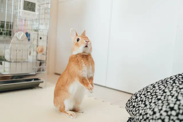 ウサギとの暮らし】カップルとウサギで1K暮らし！ウサギの匂いや