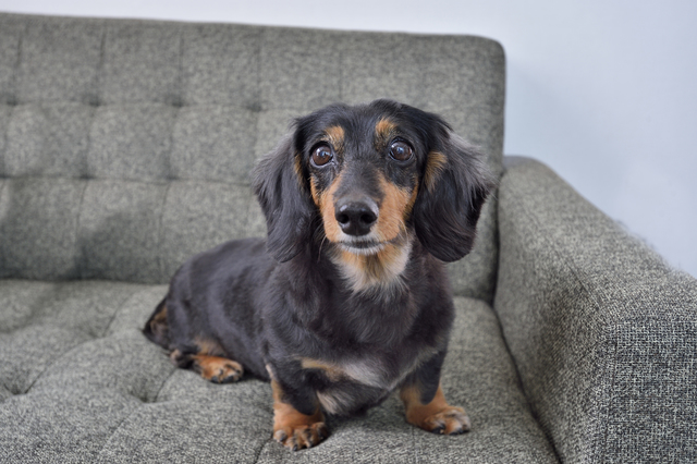 犬との暮らし ミニチュア ダックスフンドと暮らす夫妻の理想の部屋作り Chintai情報局