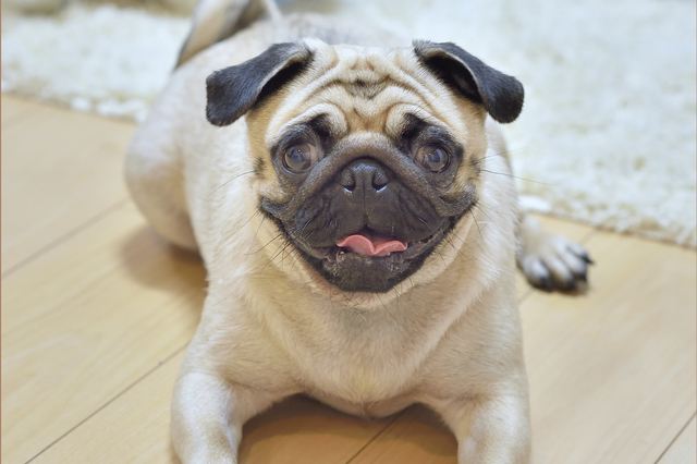 【多頭飼いの二人暮らし】新築ペット可賃貸物件で二人暮らし中のMさん・Nさんが飼っているパグ