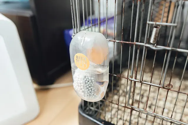 同棲中カップルの田中さんと小島さんが飼っているモモンガの飲み水