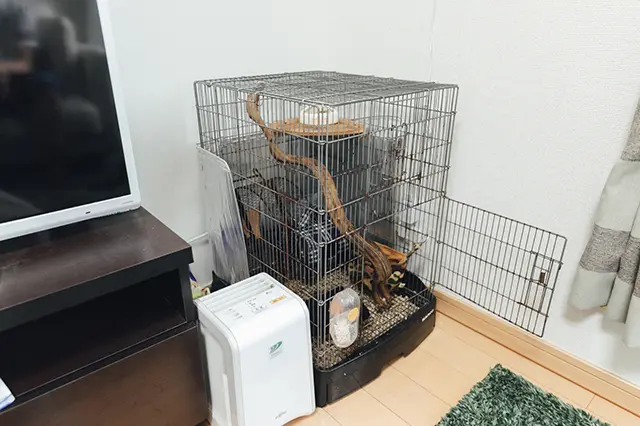 【モモンガとの暮らし】同棲中カップルの田中さんと小島さんが飼っているモモンガのケージ