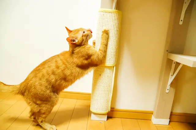 爪とぎでストレス解消!