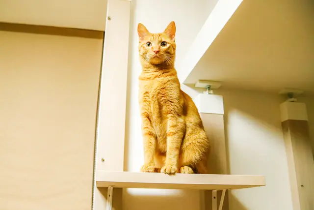 キャットタワーの出来栄えにご満悦の愛猫