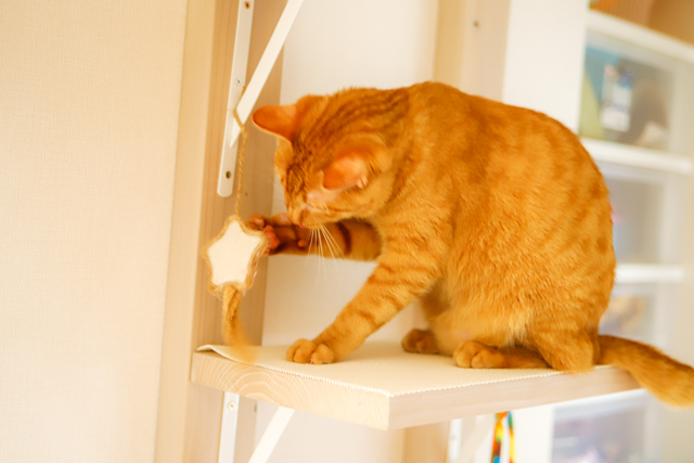 猫パンチ!