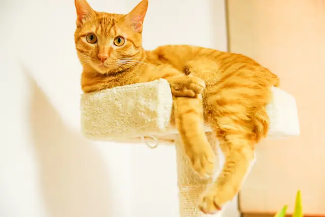 新しいキャットタワーを作るのにゃ!