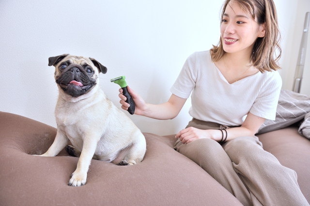 【多頭飼いの二人暮らし】自宅でパグをブラッシングしているMさん